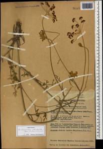 Dichoropetalum palimbioides (Boiss.) Pimenov & Kljuykov, Кавказ, Турецкий Кавказ (K7) (Турция)