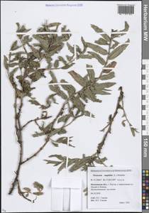 Горец земноводный (L.) Gray, Восточная Европа, Московская область и Москва (E4a) (Россия)