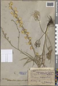 Живокость полубородатая Bien. ex Boiss., Средняя Азия и Казахстан, Западный Тянь-Шань и Каратау (M3) (Узбекистан)