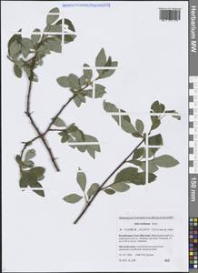 Ива Бебба, Ива Бэбба Sarg., Сибирь, Якутия (S5) (Россия)