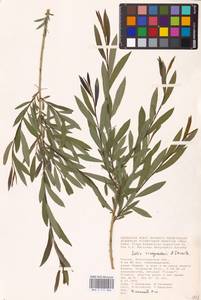 Ива Виноградова A. K. Skvortsov, Восточная Европа, Нижневолжский район (E9) (Россия)