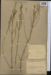 Pyankovia brachiata (Pall.) Akhani & Roalson, Средняя Азия и Казахстан, Северный и Центральный Казахстан (M10) (Казахстан)