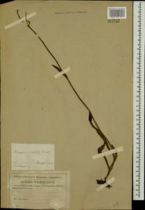 Pilosella echioides subsp. echioides, Восточная Европа, Центральный лесной район (E5) (Россия)
