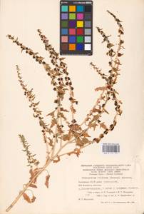 Blitum virgatum subsp. virgatum, Восточная Европа, Восточный район (E10) (Россия)