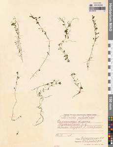 Болотник обыкновенный L., Сибирь, Чукотка и Камчатка (S7) (Россия)