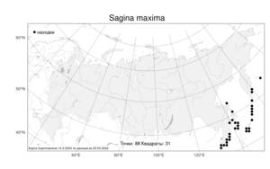 Sagina maxima, Мшанка большая A. Gray, Атлас флоры России (FLORUS) (Россия)