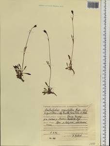 Silene involucrata subsp. tenella (Tolm.) Bocquet, Сибирь, Центральная Сибирь (S3) (Россия)