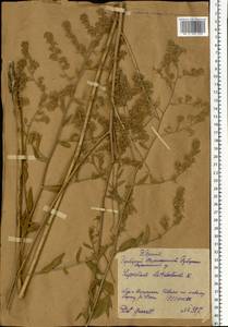 Клоповник широколистный L., Восточная Европа, Центральный лесостепной район (E6) (Россия)