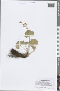 Манжетка складчатая Buser, Восточная Европа, Средневолжский район (E8) (Россия)