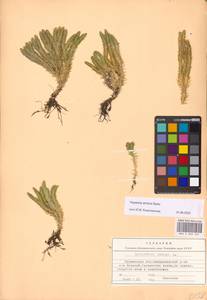 Huperzia selago subsp. appressa (Bach. Pyl. ex Desv.) D. Löve, Восточная Европа, Северный район (E1) (Россия)
