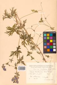 Aconitum karafutense subsp. karafutense, Сибирь, Дальний Восток (S6) (Россия)