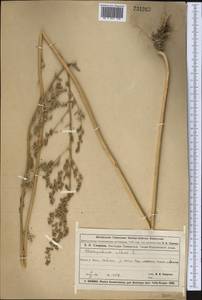 Марь белая L., Средняя Азия и Казахстан, Муюнкумы, Прибалхашье и Бетпак-Дала (M9) (Казахстан)