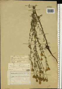 Centaurea stoebe subsp. stoebe, Восточная Европа, Центральный лесостепной район (E6) (Россия)