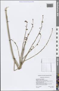 Asphodelus fistulosus L., Зарубежная Азия (ASIA) (Турция)