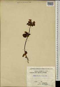 Чистец крупноцветковый (K.Koch) Stearn, Кавказ, Грузия (K4) (Грузия)