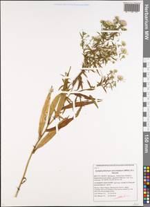 Symphyotrichum lanceolatum (Willd.) G. L. Nesom, Восточная Европа, Белоруссия (E3a) (Белоруссия)
