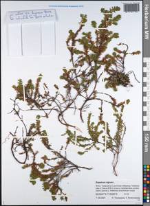 Водяника черная, Шикша черная L., Сибирь, Западная Сибирь (S1) (Россия)