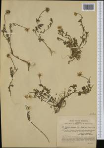 Anthemis arvensis subsp. sphacelata (C. Presl) R. Fern., Западная Европа (EUR) (Италия)