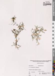 Болотник обыкновенный L., Сибирь, Чукотка и Камчатка (S7) (Россия)