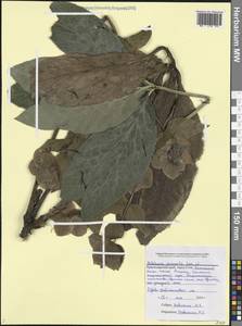 Морозник восточный, Кавказ, Черноморское побережье (от Новороссийска до Адлера) (K3) (Россия)