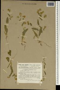 Bupleurum lancifolium Hornem., Зарубежная Азия (ASIA) (Израиль)