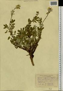 Farinopsis salesoviana (Stephan) Chrtek & Soják, Сибирь, Алтай и Саяны (S2) (Россия)