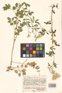 Сердечник горький L., Восточная Европа, Восточный район (E10) (Россия)