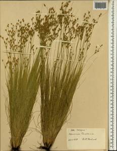 Камыш, Африка (AFR) (Эфиопия)