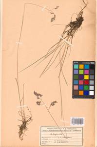 Poa pratensis subsp. turfosa (Litv.) Vorosch., Восточная Европа, Московская область и Москва (E4a) (Россия)