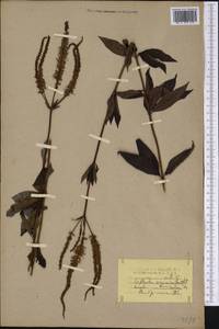 Veronicastrum virginicum (L.) Farw., Америка (AMER) (США)