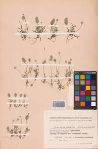 Ceratocephala orthoceras DC., Восточная Европа, Нижневолжский район (E9) (Россия)