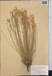 Dianthus helenae A.I. Vvedensky, Средняя Азия и Казахстан, Памир и Памиро-Алай (M2) (Узбекистан)