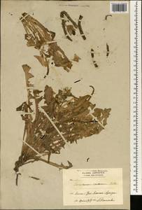 Taraxacum coreanum Nakai, Зарубежная Азия (ASIA) (Япония)