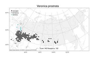 Veronica prostrata, Вероника простертая L., Атлас флоры России (FLORUS) (Россия)