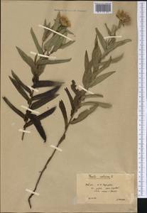 Pentanema salicinum subsp. salicinum, Сибирь, Прибайкалье и Забайкалье (S4) (Россия)