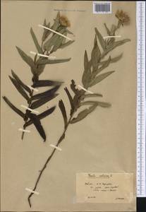 Pentanema salicinum (L.) D. Gut. Larr., Santos-Vicente, Anderb., E. Rico & M. M. Mart. Ort., Сибирь, Прибайкалье и Забайкалье (S4) (Россия)