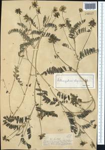 Астрагал альпийский L., Средняя Азия и Казахстан, Джунгарский Алатау и Тарбагатай (M5) (Казахстан)