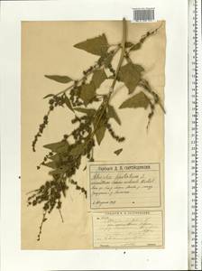 Лебеда лежачая, Лебеда простертая DC., Восточная Европа, Московская область и Москва (E4a) (Россия)