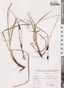 Осока каменная, Осока наскальная L., Сибирь, Чукотка и Камчатка (S7) (Россия)