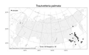Trautvetteria palmata, Траутфеттерия дланевидная Fisch. & C. A. Mey., Атлас флоры России (FLORUS) (Россия)