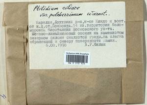 Ptilidium pulcherrimum (Weber) Vain., Гербарий мохообразных, Мхи - Карелия, Ленинградская и Мурманская области (B4) (Россия)