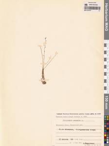 Триостренник болотный L., Сибирь, Чукотка и Камчатка (S7) (Россия)