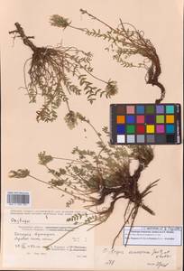 Остролодочник эвенов Jurtzev & A.P.Khokhr., Сибирь, Чукотка и Камчатка (S7) (Россия)