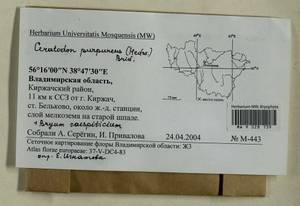 Ptychostomum imbricatulum (Müll. Hal.) Holyoak & N. Pedersen, Гербарий мохообразных, Мхи - Центральное Нечерноземье (B6) (Россия)