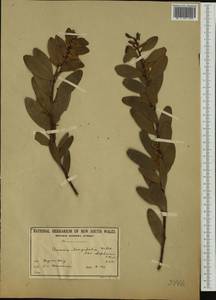 Acacia longifolia (Andrews) Willd., Австралия и Океания (AUSTR) (Австралия)