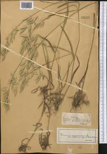 Костер японский Houtt., Средняя Азия и Казахстан, Джунгарский Алатау и Тарбагатай (M5) (Казахстан)