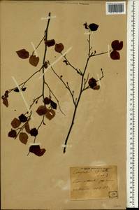 Corylopsis spicata Sieb. & Zucc., Зарубежная Азия (ASIA) (Япония)