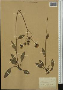 Hieracium pictum Schleich. ex Pers., Западная Европа (EUR) (Швейцария)