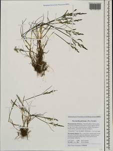 Puccinellia capillaris subsp. pulvinata (Fr.) Tzvelev, Восточная Европа, Северный район (E1) (Россия)