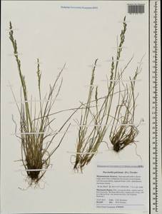 Puccinellia capillaris subsp. pulvinata (Fr.) Tzvelev, Восточная Европа, Северный район (E1) (Россия)